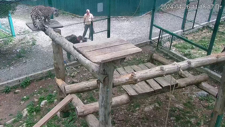 В Сочи для леопарда построили игровую площадку