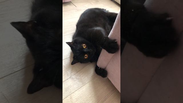 Видео для Авито котик ищет дом