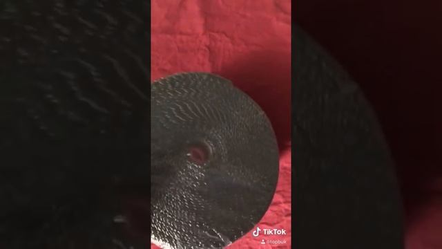 Термолента для глушителя и колектора.mp4