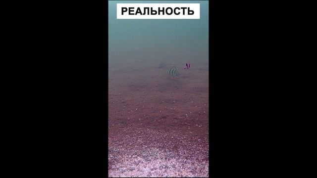 Зимняя рыбалка. Ожидание vs Реальность. #shorts