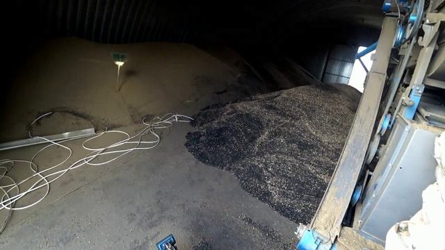 завершение подработки подсолнечника от сорной примеси