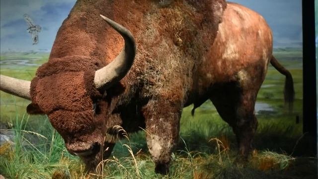 10 Most Powerful Prehistoric Wild Cats
