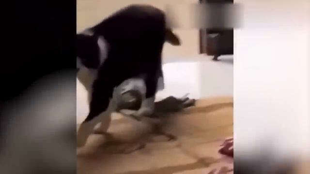 ПРИКОЛЫ С КОТАМИ! С ОЗВУЧКОЙ - СМЕШНЫЕ КОТЫ! Смешное видео с животными!