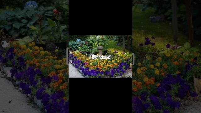 С чем посадить бархатцы? Ваши предложения в комментариях #посев #рассада #бархатцы