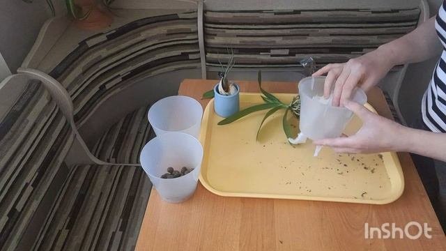 Немножко болталки и пересадка орхидеи.