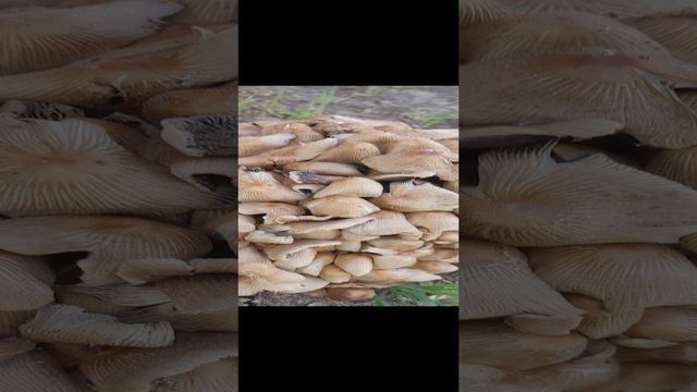 грибы-грибочки