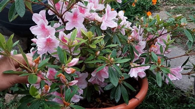 Cuidados de la Azalea / Azaleas / Azalea indica / Azalea japónica