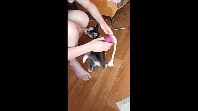 Как 