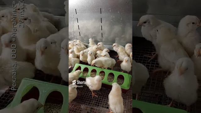 Чем кормить цыплят с первых дней жизни?