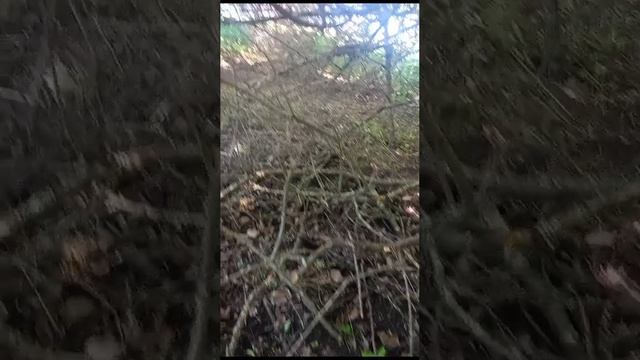 VID-20230504-WA0064.mp4