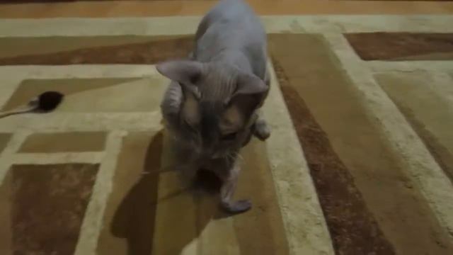 Don Sphynx kitten for sale