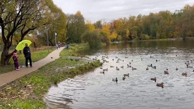 Осенняя прогулка парку! Замечательный вид на пруд и уток!
