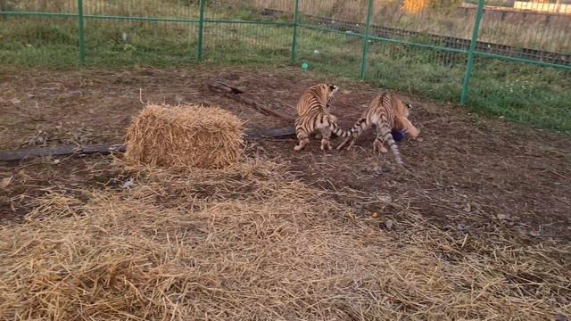 Астон поделился Игрушками с котятами!