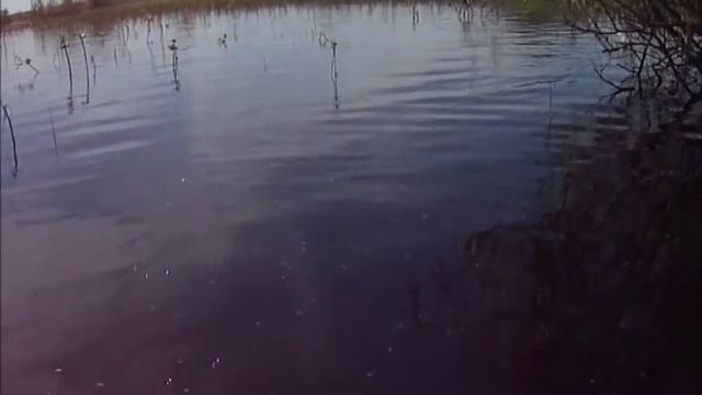 Ловля щуков крэнком в траве (эпизод для fishtour).wmv