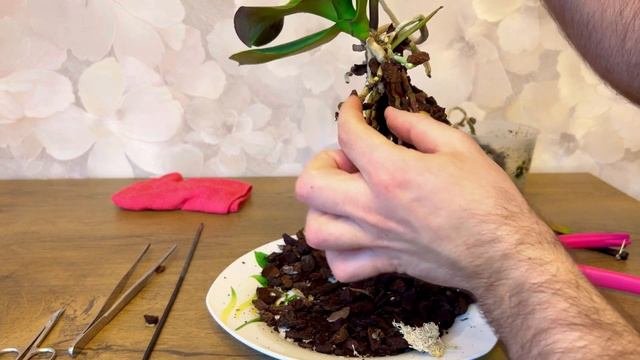 ОХАЮ и АХАЮ. Орхидейная ГНИЛЬ. Спасение разваливающейся орхидеи.