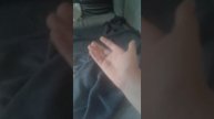 Никогда не заводите миттель-шнауцеров