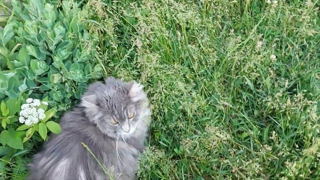 Лису ругаем за кота ?