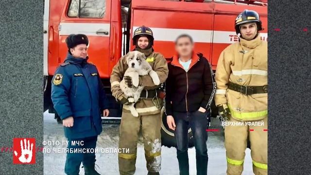 Сотрудники МЧС спасли щенка алабая. Благодаря соцсетям, спасатели нашли и хозяев пса