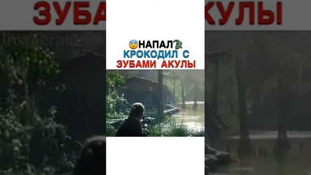 ?Напал?Крокодил с зубами акулы