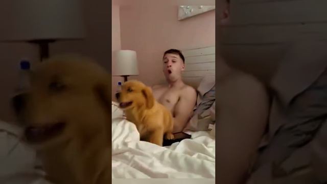 пёсики 🐶)))