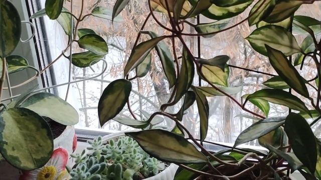 КОМНАТНЫЕ РАСТЕНИЯ ЦВЕТЫ.  КАК ЗИМУЮТ на СЕВЕРНОМ ПОДОКОННИКЕ и БАЛКОНЕ.  КАК ИЗМЕНИЛИСЬ.  обзор