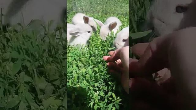 VID_47970930_174356_947