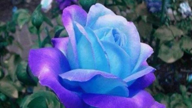 Цвета ЦветовLes FleursThe Flowers花卉Очень Красиво! Подписывайтесь на наш канал!