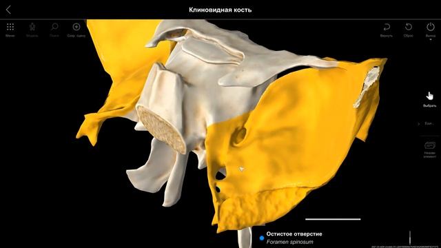 Анатомия. Остеология: Клиновидная кость Привес
