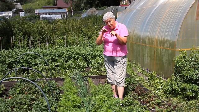 172 Прореживаем морковь