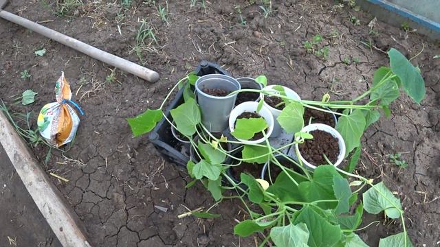 Лето, а мы без огурцов 👀 Высадила🥒🥒🥒 Вынесли кухню 😉 Сложненько будет😎💪Жизнь в своем доме🏡