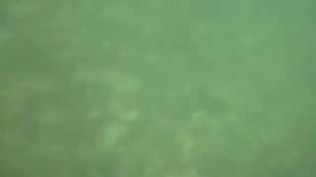 Swimming with Canon D10 (it got wet afterwards)