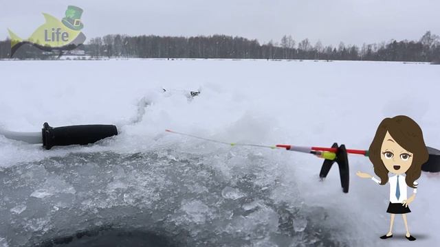 Как и на что ловить плотву в глухозимье и в конце зимы? Где искать плотву в глухозимье?