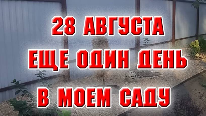 28 августа. Еще один день на даче