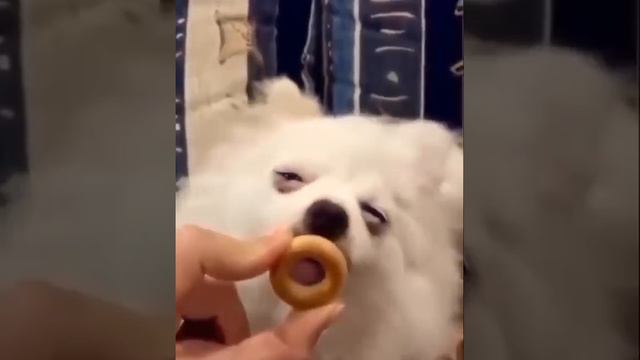 Мммкакой бублик