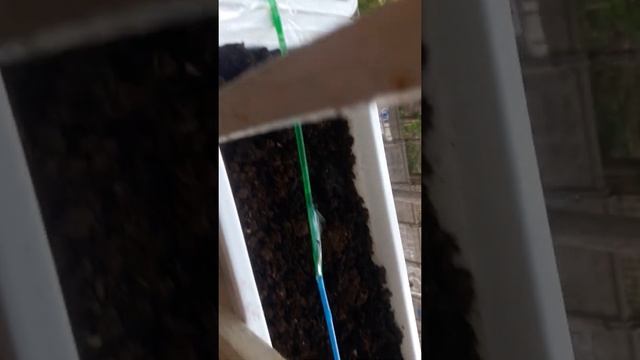 Сделал самодельный капельный полив дома