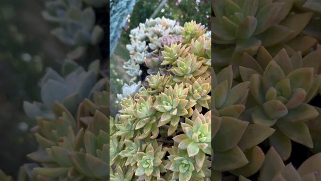 #amazing  #succulents  #taiwan #trending #satisfying #asmr
