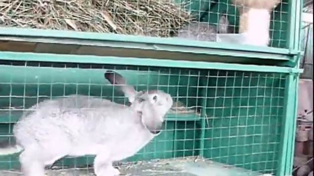 Клетка для общего содержания и окрола нескольких крольчих "Гарем"