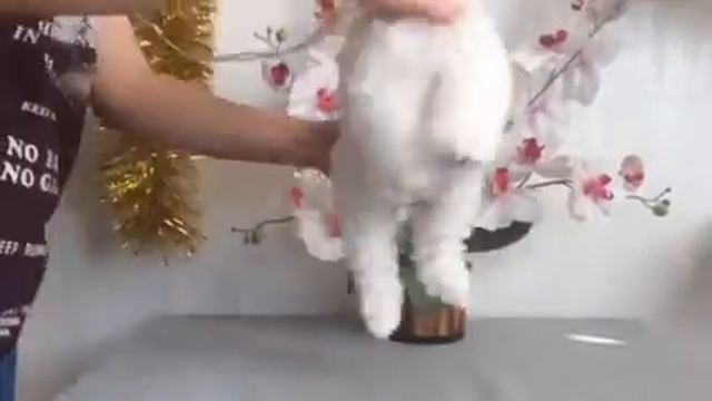 Щенки бишон фризе питомник Северная Орхидея