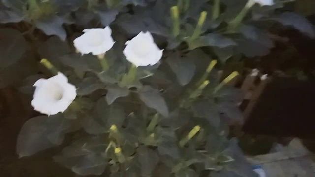 Дурман-цветок