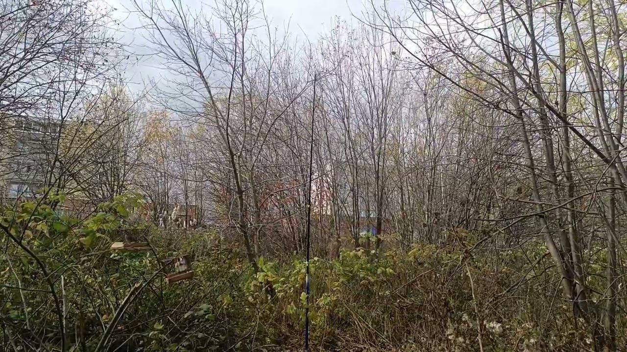 Ловля щеглов 10.10.2023.