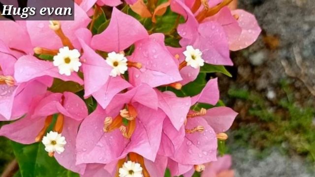 Bougainvillea IDs / Bougainvillea Names
