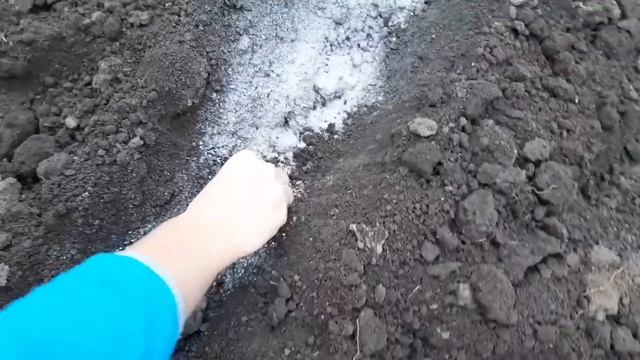 ВСТИГНІТЬ Посадити Часник! Коли Садити Часник на Зиму? Коли Я Саджу Зимовий Часник
