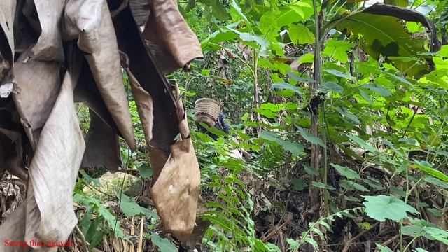 Fell while going into the forest to pick banana flowers to sell at the market.