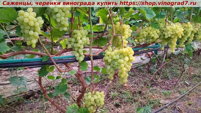 Парад сортов на 27.07.24 года - виноград Кишмиш Цимус, окрашивание, созревание, характеристики.