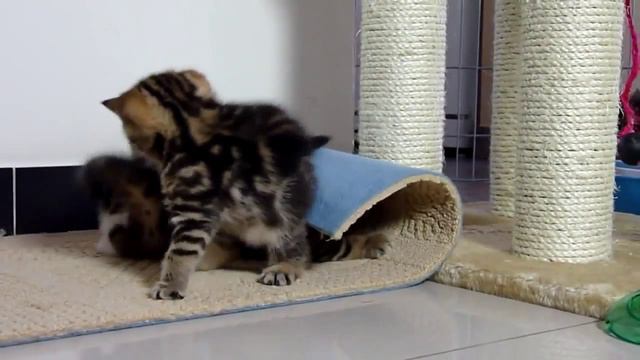 Котята играют! Не мешай!