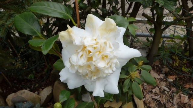 Deadheading Camelie SI o NO? Togliere fiori alla Camelia Tutorial Gardeners World 2023 Giardinaggio