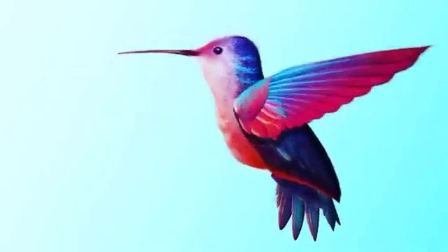 Colibrí