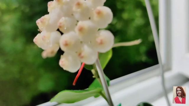 Хойя " Rotundiflora square"цветет.