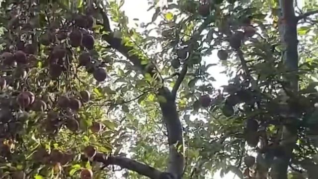 Adyl Mashanov skripka i bass