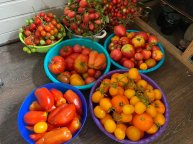 Сеем томаты и перцы сухими семенами.